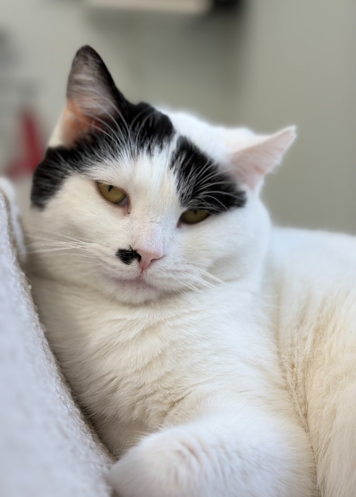 Marilyn Monroe, an adoptable Domestic Short Hair in Cumberland, ME, 04021 | Photo Image 1