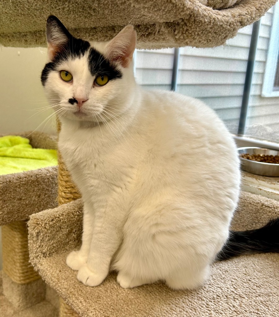 Marilyn Monroe, an adoptable Domestic Short Hair in Cumberland, ME, 04021 | Photo Image 1