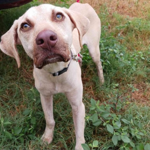 Rhett, an adoptable Black Mouth Cur, Mixed Breed in Fargo, ND, 58102 | Photo Image 5