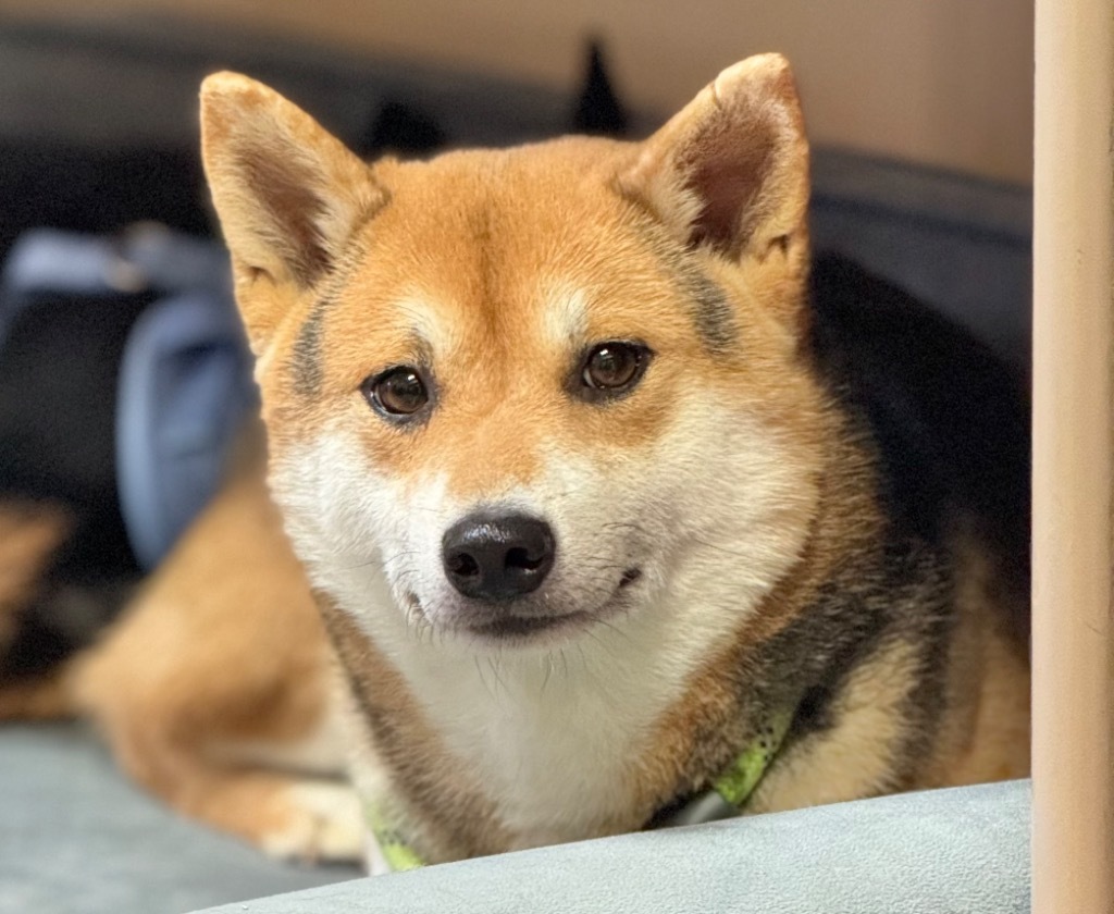 Shilo, an adoptable Shiba Inu in Great Bend, KS, 67530 | Photo Image 1