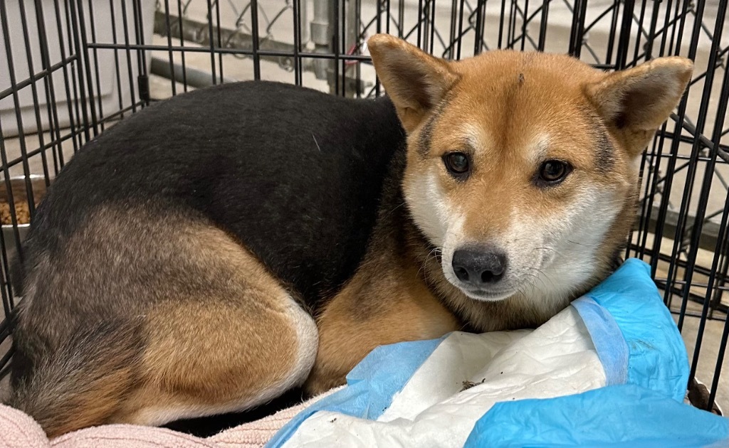 Shilo, an adoptable Shiba Inu in Great Bend, KS, 67530 | Photo Image 2