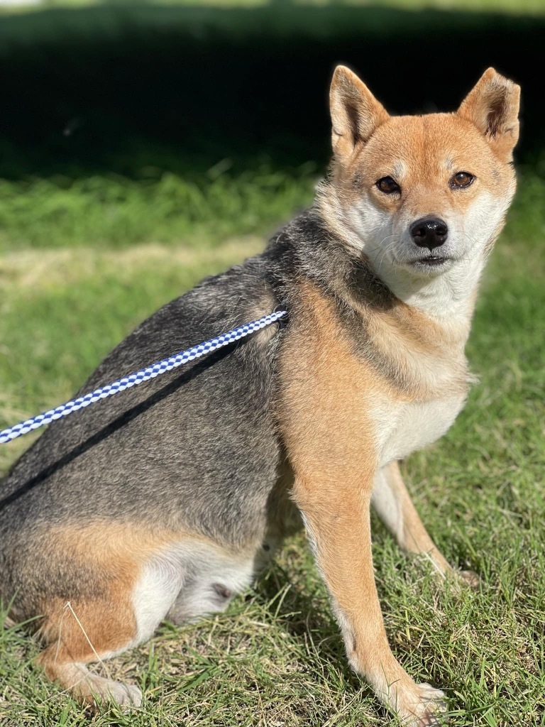 Shelby, an adoptable Shiba Inu in Great Bend, KS, 67530 | Photo Image 1