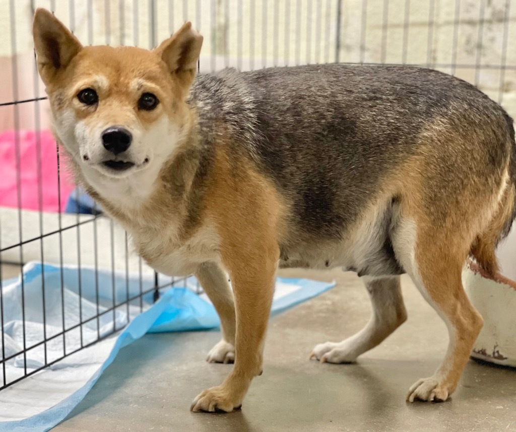 Shelby, an adoptable Shiba Inu in Great Bend, KS, 67530 | Photo Image 2