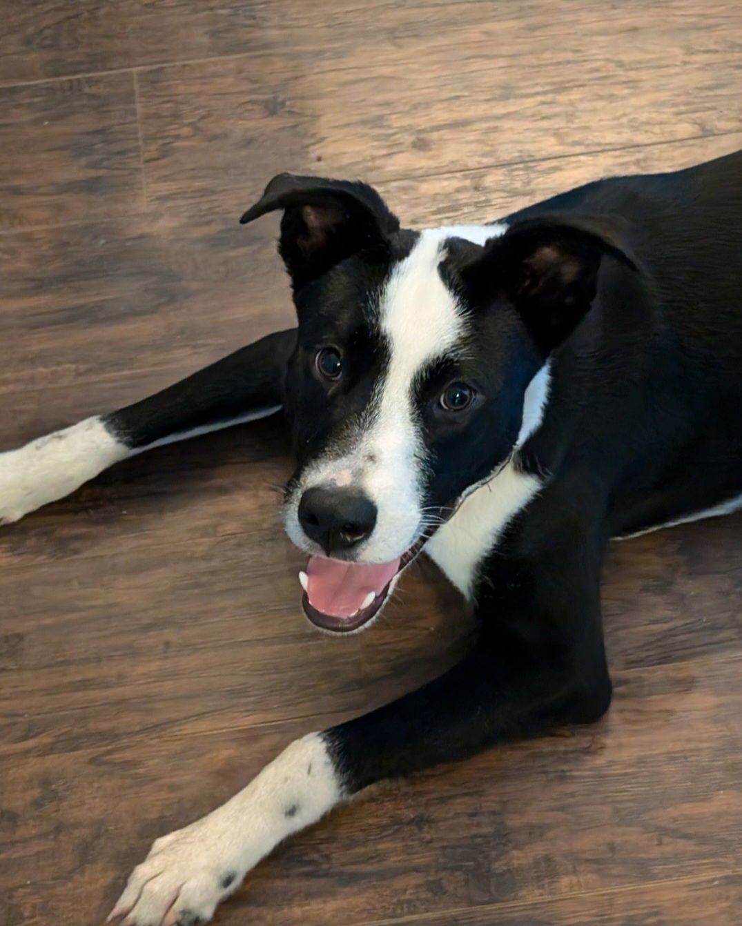 Domino