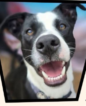 Domino