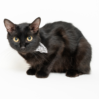 Coraline, an adoptable Domestic Medium Hair, Domestic Short Hair in Caldwell, ID, 83607 | Photo Image 1