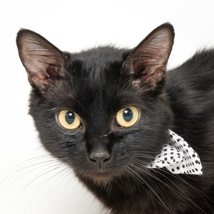 Coraline, an adoptable Domestic Medium Hair, Domestic Short Hair in Caldwell, ID, 83607 | Photo Image 2