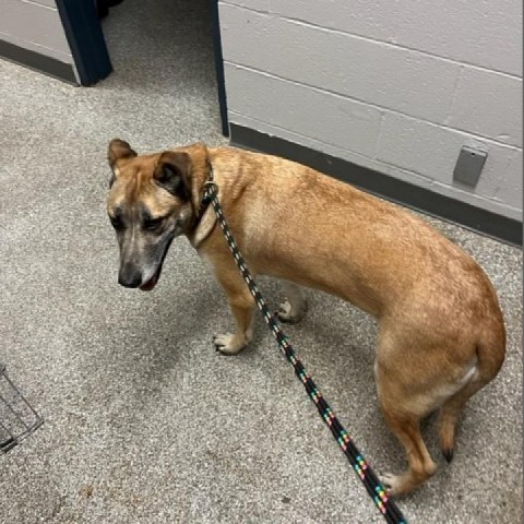 Archie, an adoptable German Shepherd Dog in Coos Bay, OR, 97420 | Photo Image 2