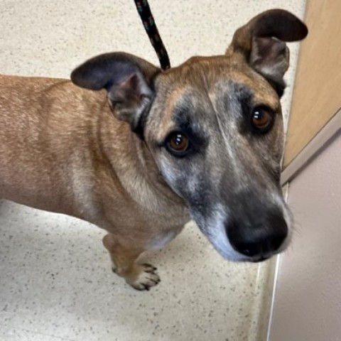 Archie, an adoptable German Shepherd Dog in Coos Bay, OR, 97420 | Photo Image 3