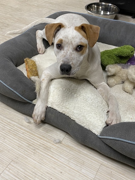 Sherlock, an adoptable Mixed Breed in Spokane Valley, WA, 99212 | Photo Image 3