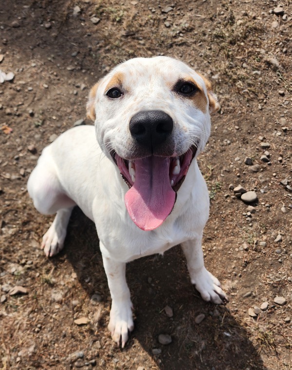 Sherlock, an adoptable Mixed Breed in Spokane Valley, WA, 99212 | Photo Image 6