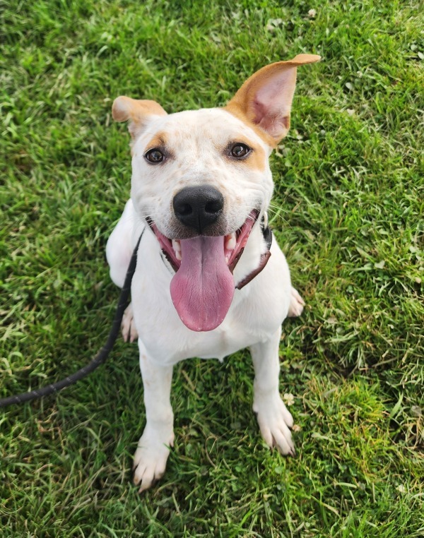 Sherlock, an adoptable Mixed Breed in Spokane Valley, WA, 99212 | Photo Image 1