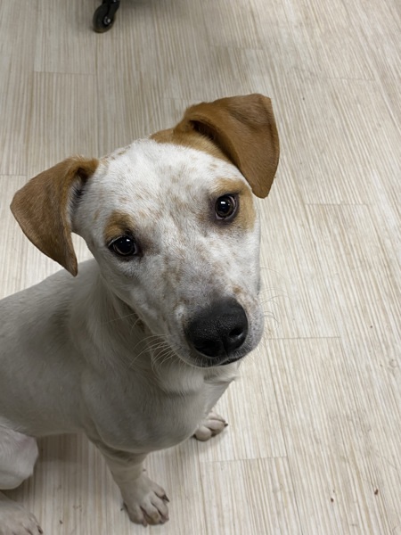 Sherlock, an adoptable Mixed Breed in Spokane Valley, WA, 99212 | Photo Image 2