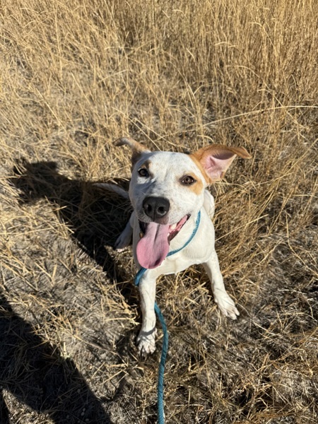 Sherlock, an adoptable Mixed Breed in Spokane Valley, WA, 99212 | Photo Image 3