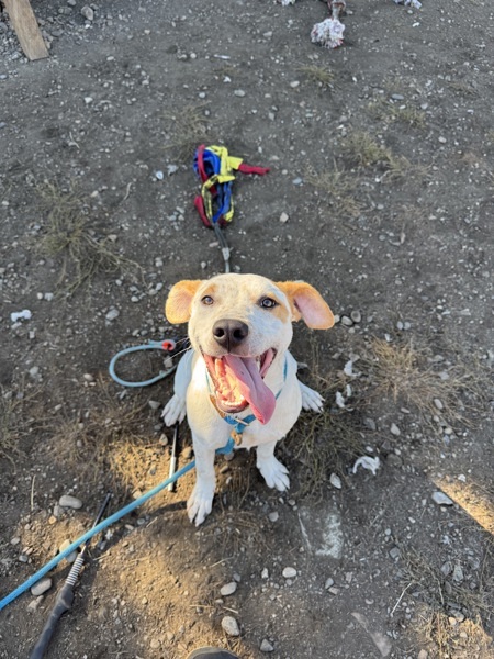 Sherlock, an adoptable Mixed Breed in Spokane Valley, WA, 99212 | Photo Image 4