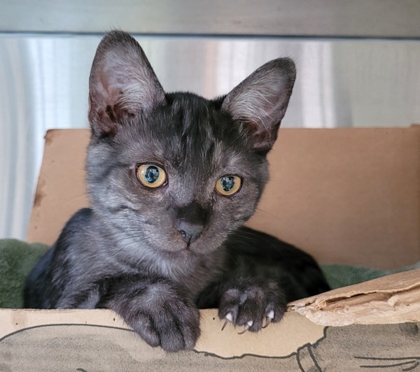 Cat for adoption Ethan Hammer (bonded To Marco Sprint), a Domestic