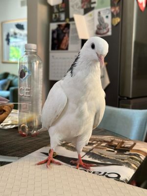 Wallace is a petite roller pigeon who looks like shes sporting her own backpack with which to go on