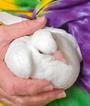 Woodstock may be small and young now but soon he will grow into a big snuggly King pigeon King pi