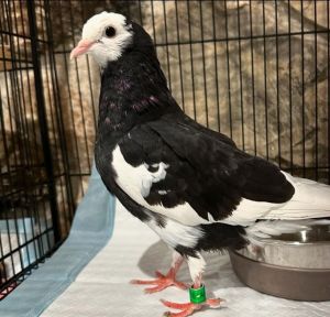 No no its not a piegon-shaped oreo youre looking at--its Dani She maybe he is a beautiful 