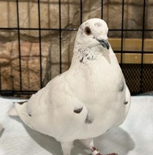 Ruse is a gorgeous white homing pigeon most likely a survivor of a dove release at a wedding or f