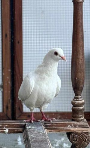 Bumper w/ Latte Pigeon Bird