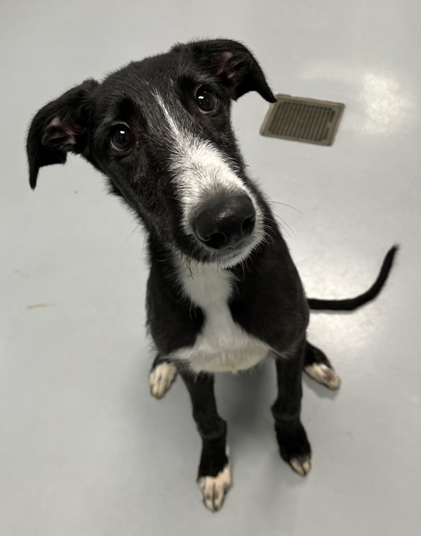 Casper, an adoptable Borzoi in Topeka, KS, 66604 | Photo Image 1