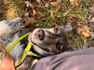 Pumpkin, Adult Female Dutch Shepherd
