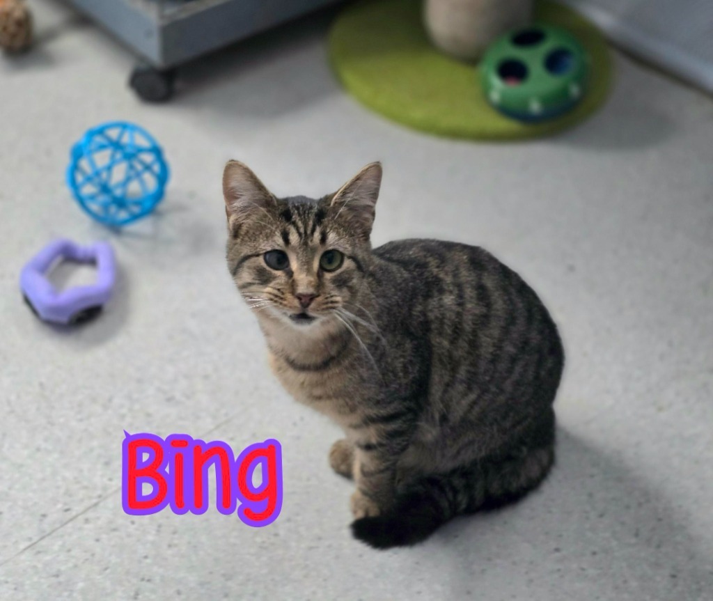 Bing