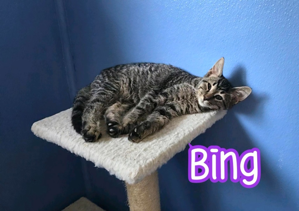Bing