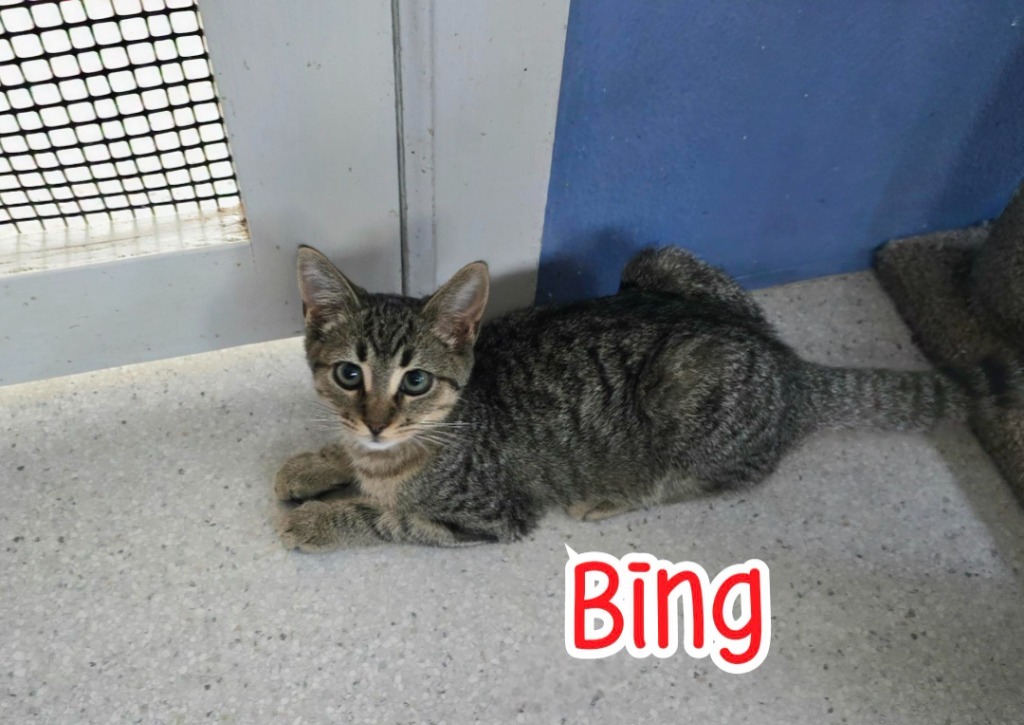Bing