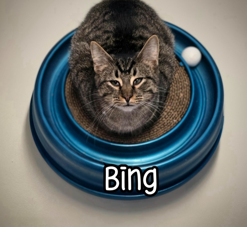 Bing