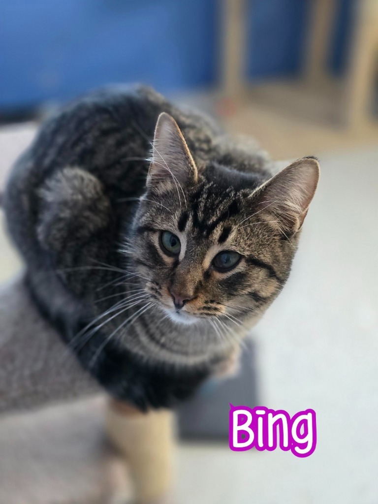 Bing
