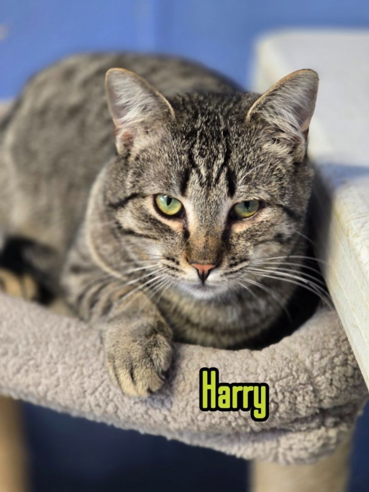 Harry 1