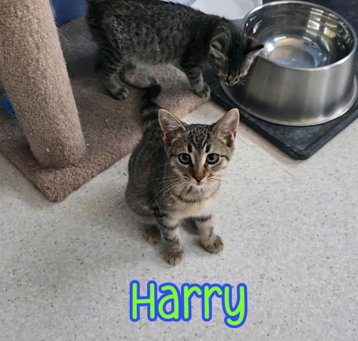 Harry 5