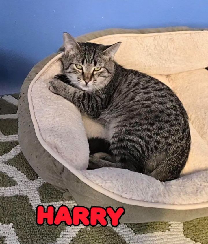 Harry 6