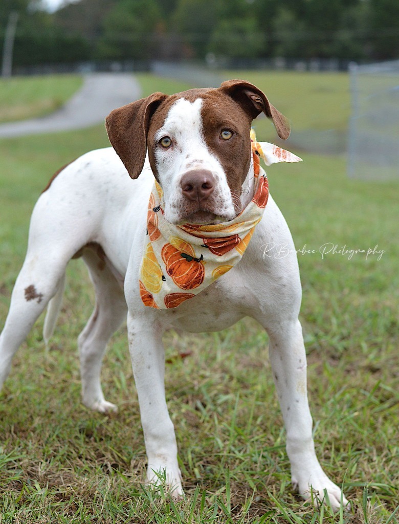 Ruger - Adoptable, an adoptable Affenpinscher, Mixed Breed in Chickamauga , GA, 30707 | Photo Image 1