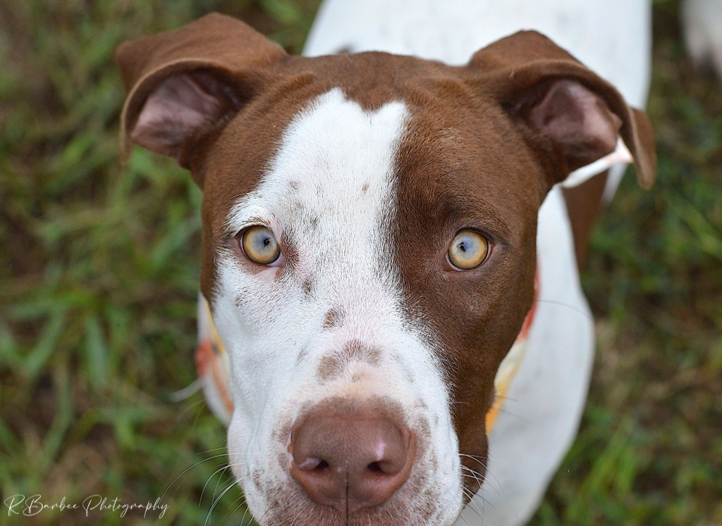 Ruger - Adoptable, an adoptable Affenpinscher, Mixed Breed in Chickamauga , GA, 30707 | Photo Image 5