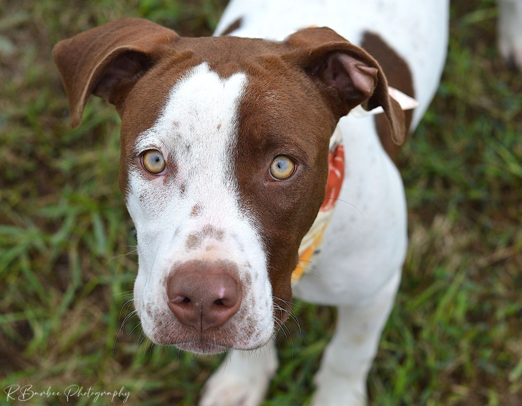 Ruger - Adoptable, an adoptable Affenpinscher, Mixed Breed in Chickamauga , GA, 30707 | Photo Image 6