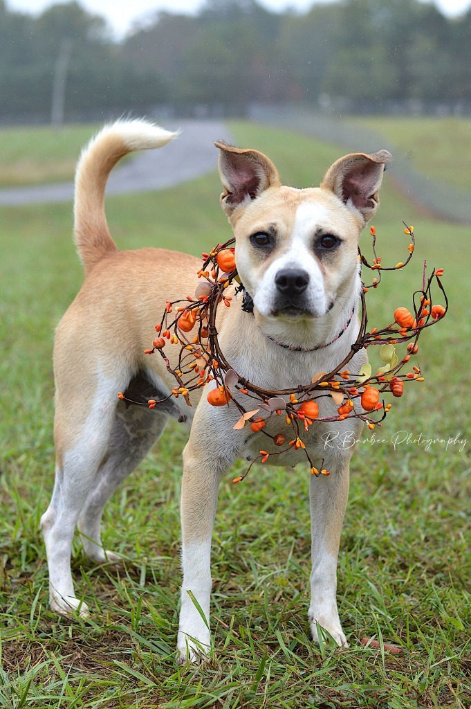 Bonnie - Adoptable, an adoptable Affenpinscher, Mixed Breed in Chickamauga , GA, 30707 | Photo Image 1