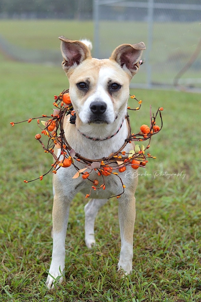 Bonnie - Adoptable, an adoptable Affenpinscher, Mixed Breed in Chickamauga , GA, 30707 | Photo Image 3