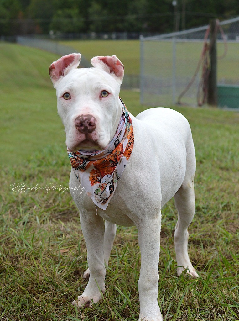 Roberto - Adoptable, an adoptable Affenpinscher, Mixed Breed in Chickamauga , GA, 30707 | Photo Image 1