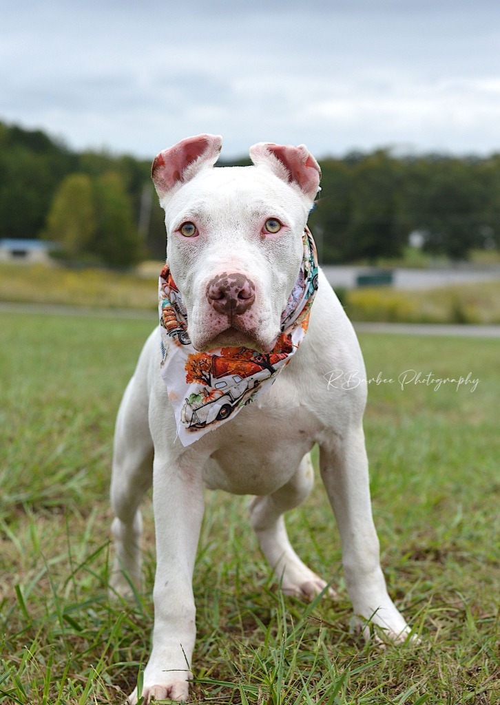 Roberto - Adoptable, an adoptable Affenpinscher, Mixed Breed in Chickamauga , GA, 30707 | Photo Image 3