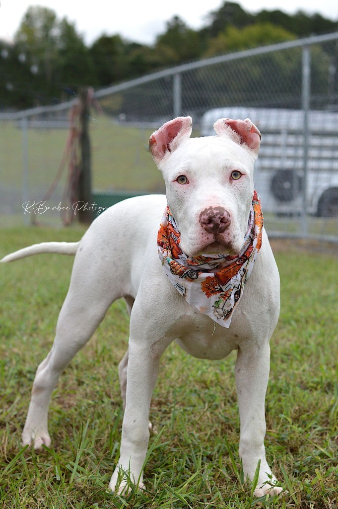 Roberto - Adoptable, an adoptable Affenpinscher, Mixed Breed in Chickamauga , GA, 30707 | Photo Image 4