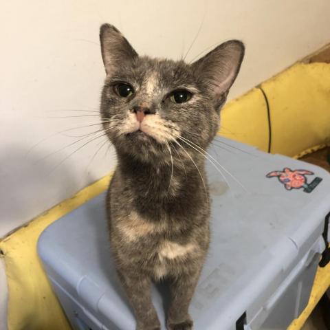 Atlas, an adoptable Domestic Short Hair in Brawley, CA, 92227 | Photo Image 1