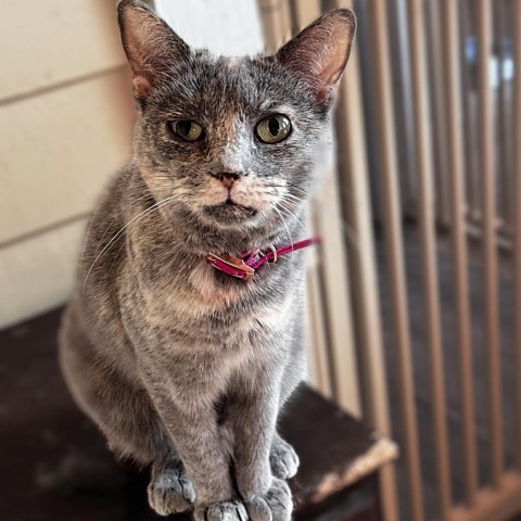 Atlas, an adoptable Domestic Short Hair in Brawley, CA, 92227 | Photo Image 2