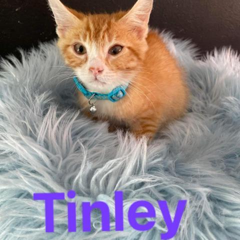 Tinley, an adoptable Domestic Short Hair in Brawley, CA, 92227 | Photo Image 2