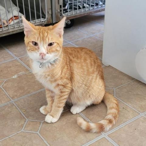 Tinley, an adoptable Domestic Short Hair in Brawley, CA, 92227 | Photo Image 3