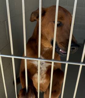 Ally, an adoptable Retriever, Setter in Kingman, AZ, 86401 | Photo Image 1