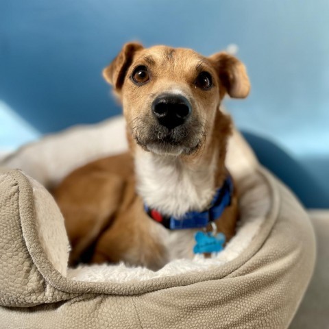 Lucille, an adoptable Jack Russell Terrier in Glenwood Springs, CO, 81601 | Photo Image 1