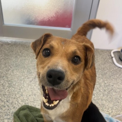 Lucille, an adoptable Jack Russell Terrier in Glenwood Springs, CO, 81601 | Photo Image 2